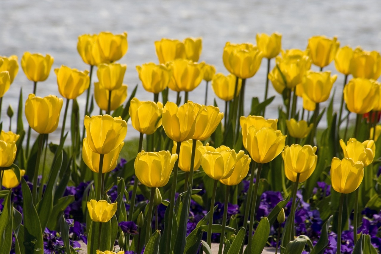 tulipany z bibuły wykonanie