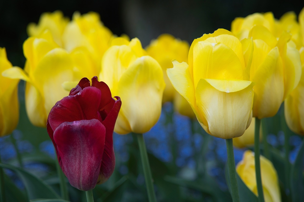tulipany z krepiny krok po kroku